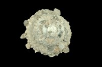 藏品(顆粒綴殼螺)的圖片